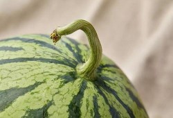 上海最近吃瓜事件,揭秘近期热点事件背后的真相