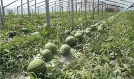 吃瓜博主东北,东北吃瓜博主带你领略东北美食文化