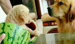 主人带狗狗吃瓜