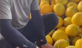 甘肃吃蜜瓜的香味