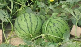 西宁吃瓜新闻事件,一场网络舆论的风波与反思