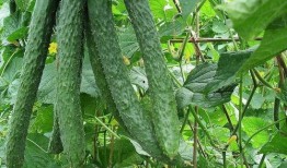 你们平时怎么吃瓜,那些年我们一起吃过的瓜