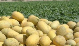 吃瓜库尔勒,探寻库尔勒的独特魅力