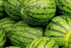 吃瓜内蒙,探寻吃瓜文化的独特魅力