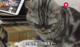 吃瓜猫号