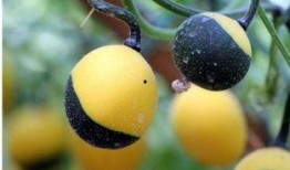 吃小吊瓜牙疼,却引发牙齿疼痛之谜