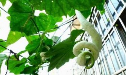 惩罚孩子吃蛇瓜,教育孩子的新奇方式