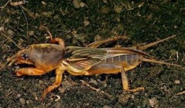 吃瓜算蛐蛐吗,揭秘网络热词背后的文化现象