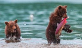 吃瓜小熊白鲸,揭秘海洋中的趣味生活