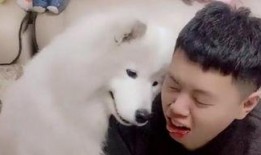 吃瓜狼避雷,揭秘网络谣言背后的真相