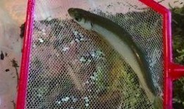 吃瓜小蛇,揭秘娱乐圈背后的秘密与真相