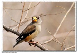 鸟嘴瓜怎么吃最好