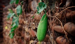 立秋为什么吃瓜,传统习俗中的养生智慧