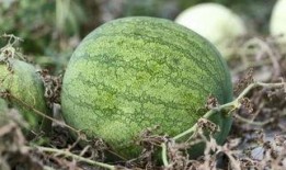 吃瓜青年图片大全