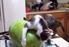 吃瓜变成大马猴,揭秘大马猴的神奇蜕变之旅