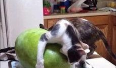 吃瓜变成大马猴,揭秘大马猴的神奇蜕变之旅