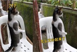 拍下邻居吃瓜,见证邻居的“吃瓜”瞬间