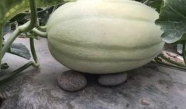 边摸手边吃瓜,夏日悠闲生活新风尚