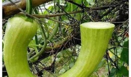 米言吃瓜,揭秘娱乐圈那些不为人知的幕后故事