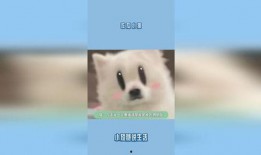 小猫吃瓜声控,小猫吃瓜声控，萌动你的心弦