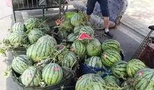 沂南吃瓜事件真相,揭开真相背后的惊人内幕