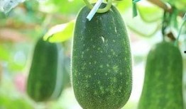 吃瓜五年感情,一段甜蜜的吃瓜爱情故事