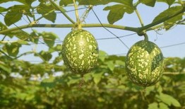 吃小吊瓜牙疼,却引发牙齿疼痛之谜