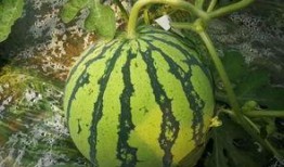 吃瓜网今日大瓜,揭秘娱乐圈最新热点事件