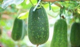 专心吃瓜,聚焦那些引人入胜的“吃瓜”故事