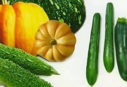 吉隆吃瓜,揭秘当地特色美食背后的故事