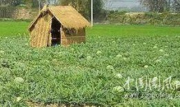 摆摊吃瓜视频,摆摊吃瓜，揭秘市井百态