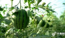 小锁吃瓜,揭秘娱乐圈那些不为人知的幕后故事