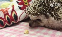 吃瓜狼避雷,揭秘网络谣言背后的真相