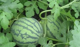 花叶吃瓜,探寻自然与味蕾的和谐交响