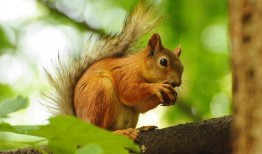 老福特松鼠吃瓜,老福特松鼠的夏日吃瓜趣事