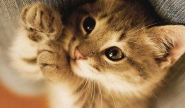 猫可以吃蜜瓜,猫咪的甜蜜美食探索