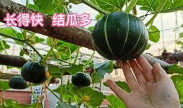 吃结瓜的好处,吃结瓜的五大益处揭秘”