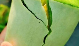 瓜哥在吃瓜,揭秘娱乐圈那些事儿