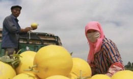 8点钟吃瓜,揭秘每日新鲜事