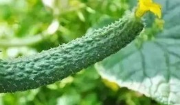 帮你吃密瓜,揭秘美食背后的故事与传承