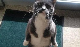 夏天猫带你吃瓜,猫带你瓜果飘香