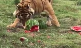 吃瓜的老虎,一场娱乐圈的神秘大戏