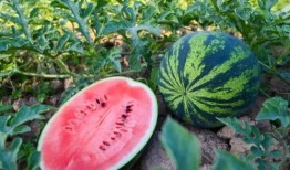 高松吃瓜,揭秘娱乐圈的甜蜜与苦涩