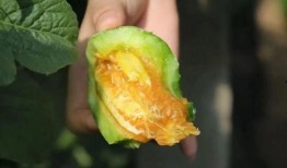 羊角密瓜怎么吃啊,羊角密瓜的多样食法探索