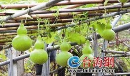 葫芦瓜小狗可以吃吗