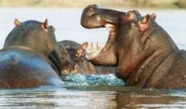 河马吃哈密瓜吐了,意外吐出奇观