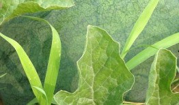 梦见菜园里吃瓜,菜园瓜香，味蕾之旅