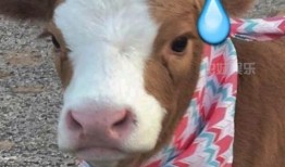 抖音胖乐吃瓜,揭秘网红美食背后的故事