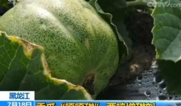 可以吃的喷瓜,探索天然喷香果实的独特风味