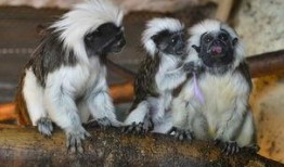 毛猴吃瓜,瓜田里的欢乐食记